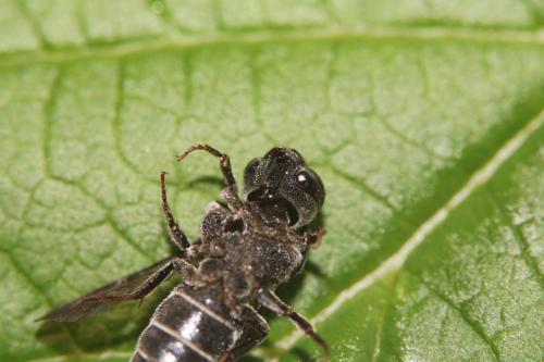 Réf. 261 686 : Aglaoapis tridentata